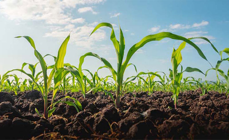 Por qu&eacute; los fertilizantes NPK de alta eficiencia son esenciales para la agricultura moderna.jpg