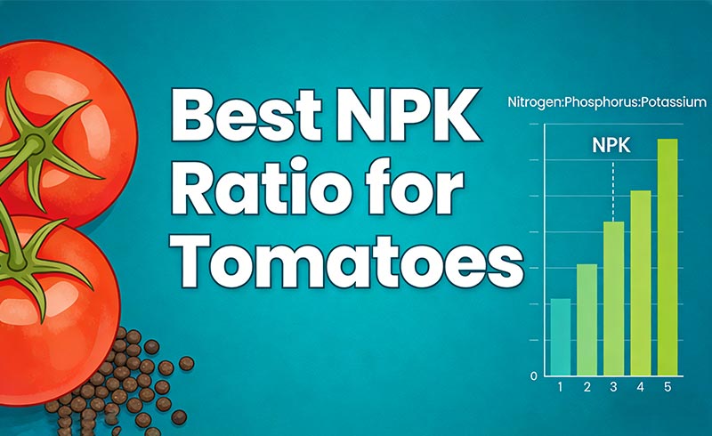 Meilleur rapport NPK pour les tomates