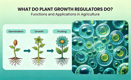 Que font les r&eacute;gulateurs de croissance des plantes.jpg